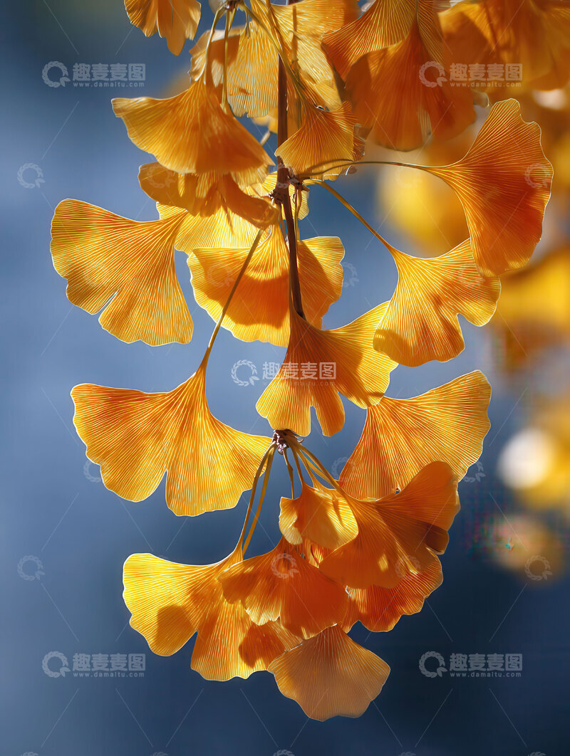 高清大图下载【趣麦麦图】银杏叶  鎏金  纷飞  