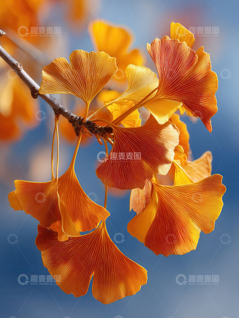 银杏叶  鎏金  璀璨 