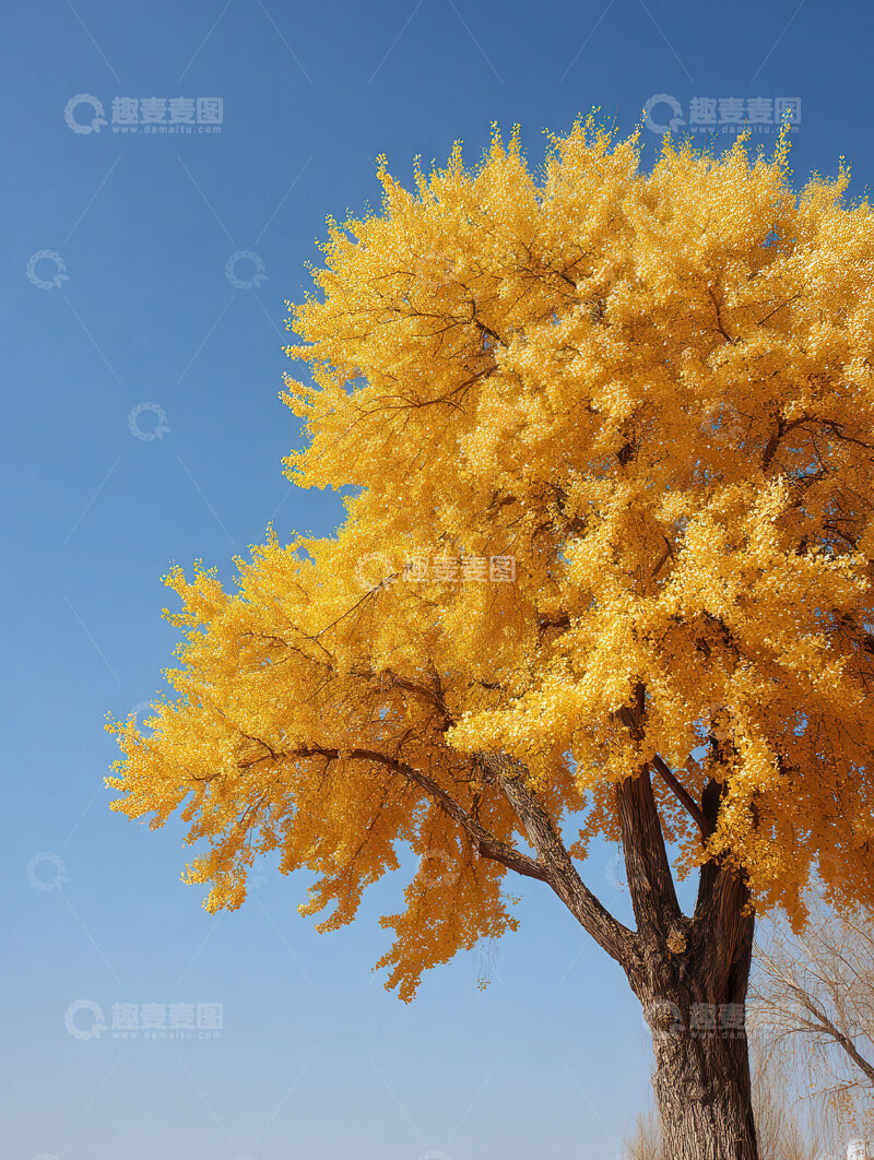 银杏叶  鎏金  灿灿