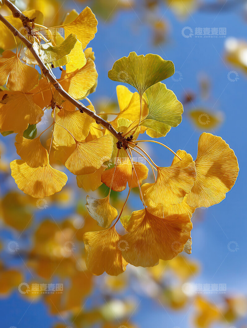 高清大图下载【趣麦麦图】银杏叶  鎏金  画境