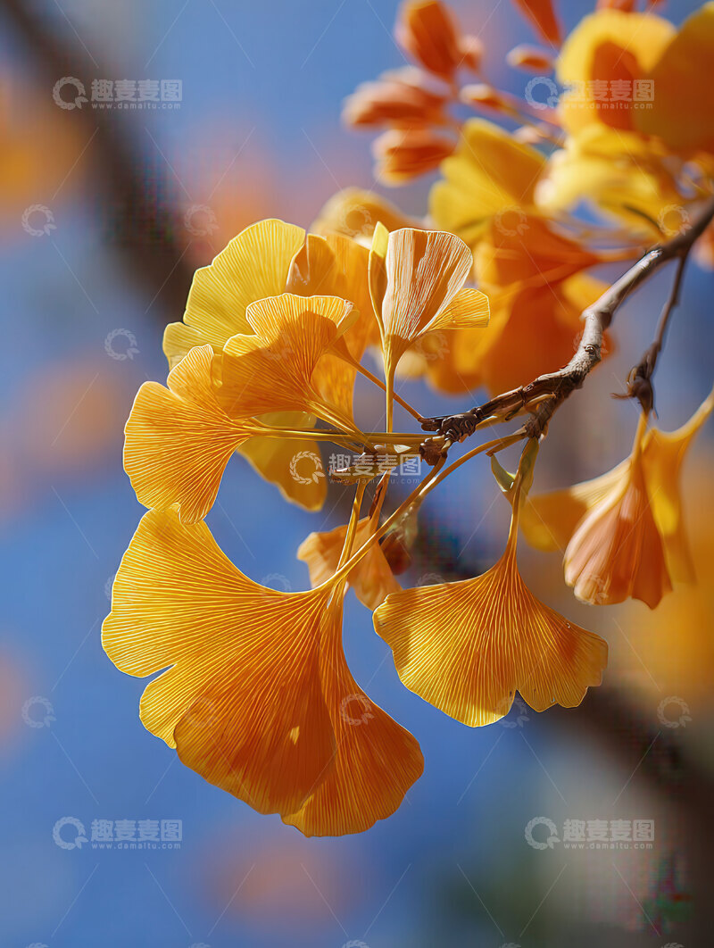 高清大图下载【趣麦麦图】银杏叶  鎏金  轻巧