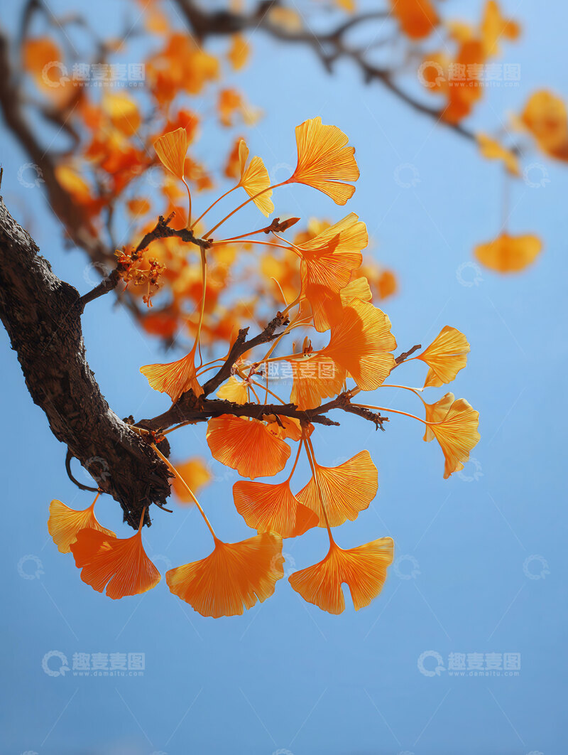 高清大图下载【趣麦麦图】银杏叶  鎏金  铺锦  