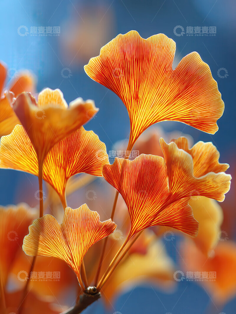 高清大图下载【趣麦麦图】银杏叶  鎏金  静好 