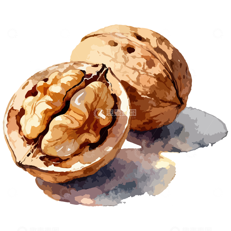 源文件下载【趣麦麦图】水彩核桃手绘插画设计素材