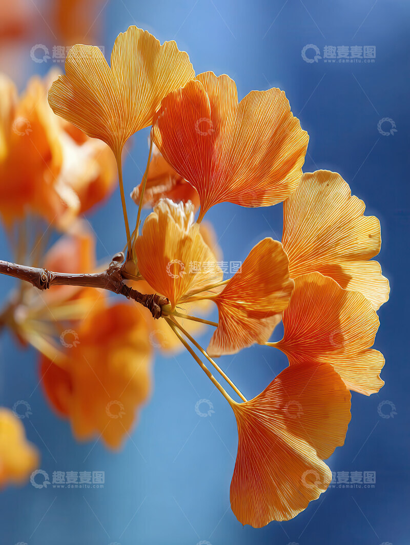 银杏叶  鎏金  古雅 