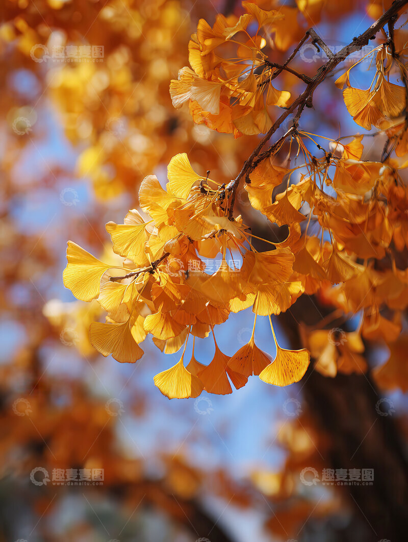 银杏叶  鎏金  归尘