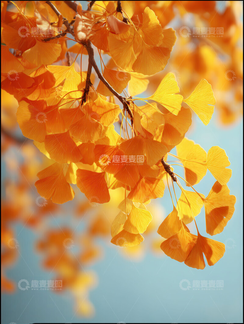 银杏叶  鎏金  静美  