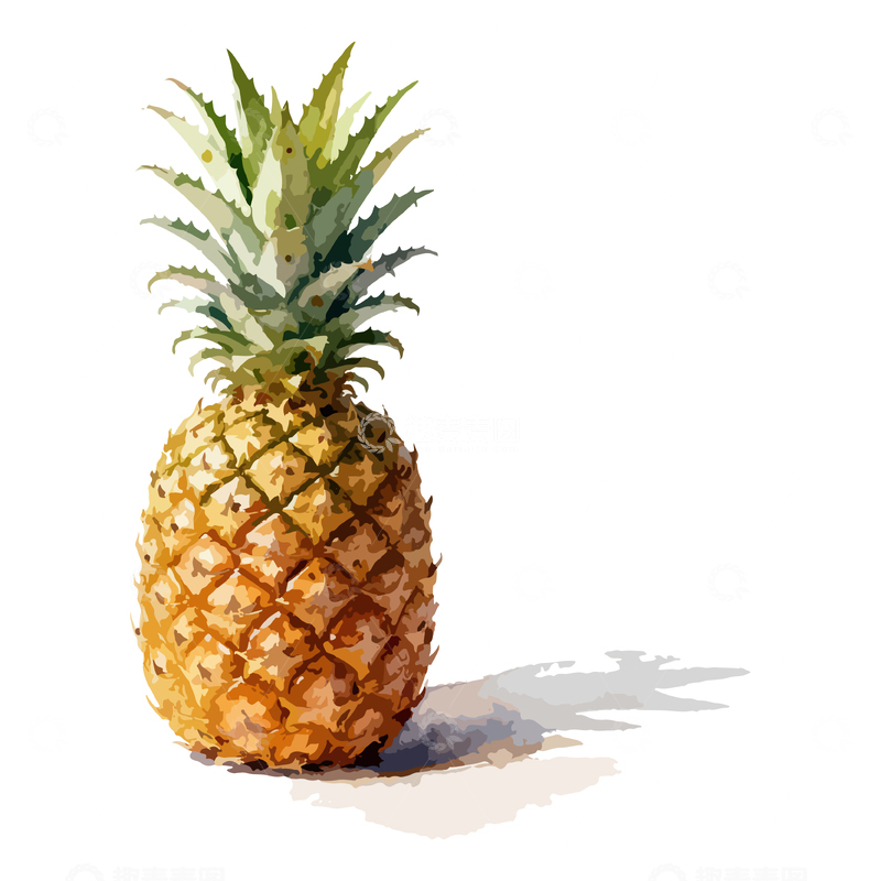 源文件下载【趣麦麦图】水彩画菠萝插画