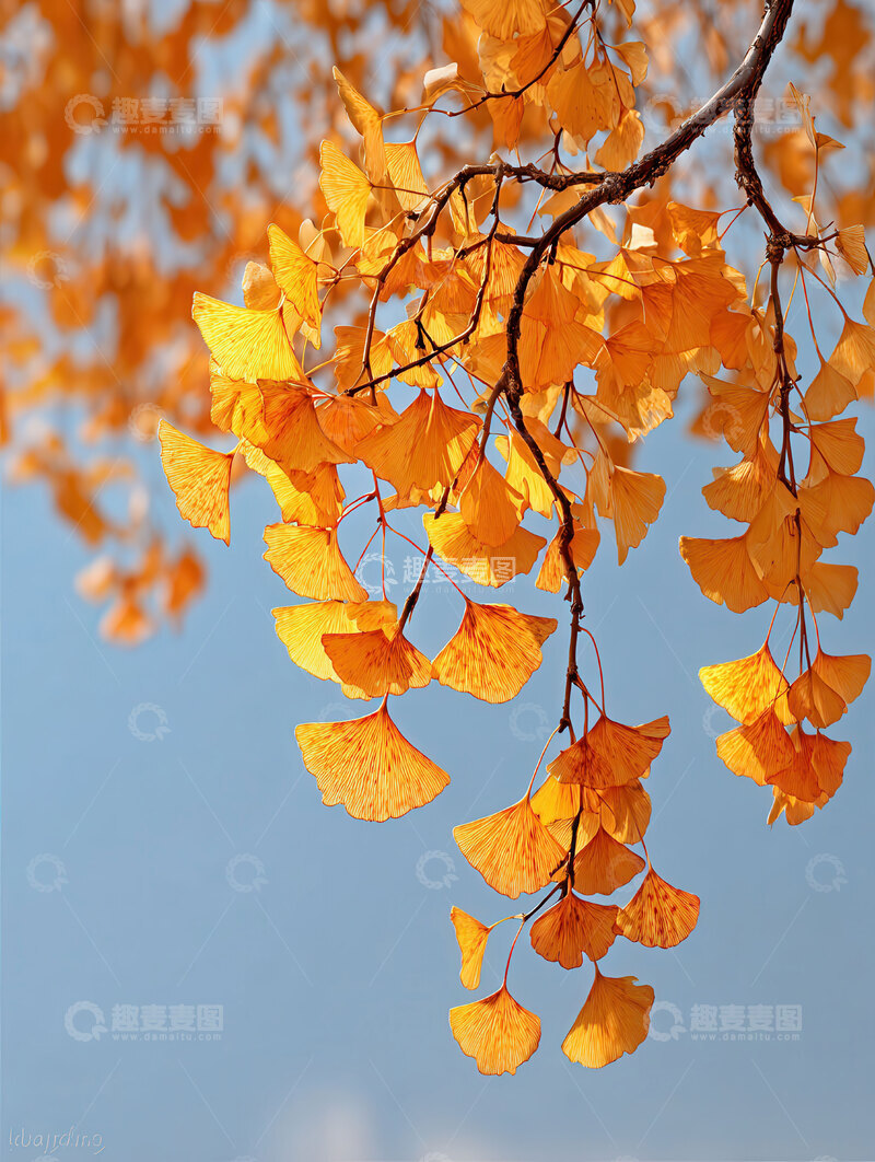 高清大图下载【趣麦麦图】银杏叶  鎏金  飞舞