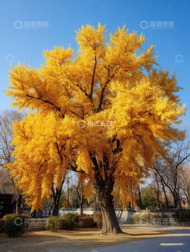 高清大图下载【趣麦麦图】银杏叶  鎏金  叠影