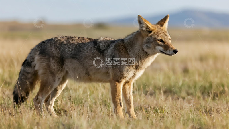 高清大图下载【趣麦麦图】生物百科凶兽之郊狼