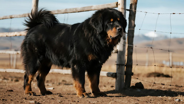 生物百科凶兽藏獒