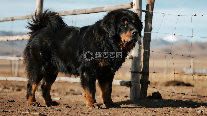 高清大图下载【趣麦麦图】生物百科凶兽藏獒