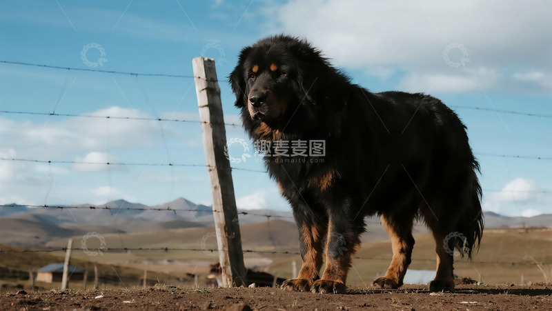高清大图下载【趣麦麦图】生物百科凶兽牧场藏獒