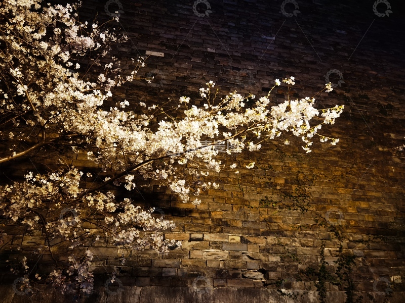 高清大图下载【趣麦麦图】夜景花枝砖墙摄影