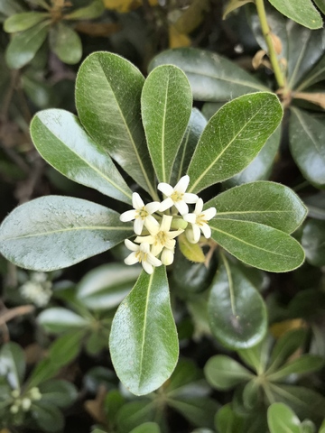 绿叶白花植物特写摄影