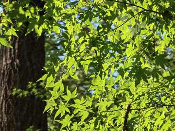 春日绿叶生机盎然