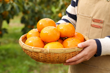 农场手捧脆柿子4