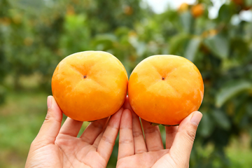 基地新鲜脆柿子1