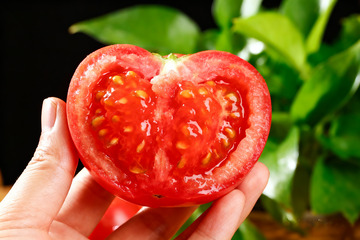手捧多汁红心番茄3