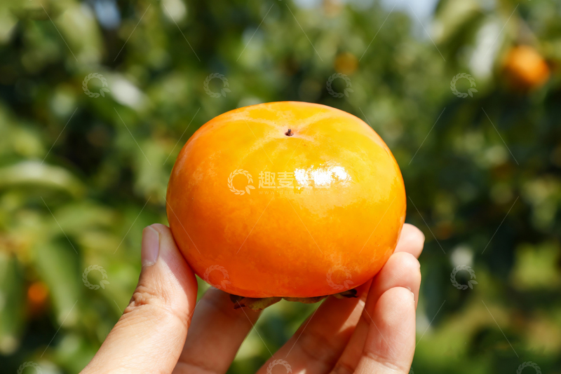 高清大图下载【趣麦麦图】-农场陕西脆柿子0