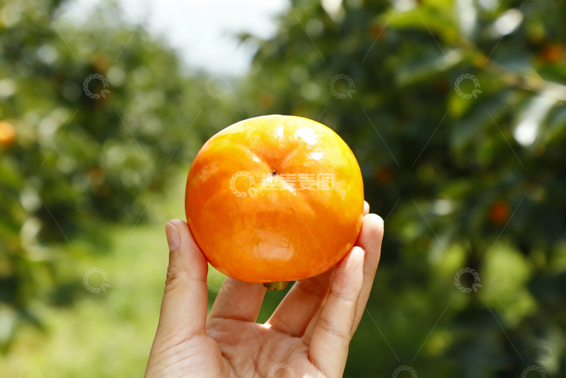 高清大图下载【趣麦麦图】-手拿新鲜脆柿子