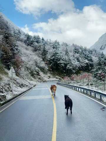 雪山路牛悠闲漫步