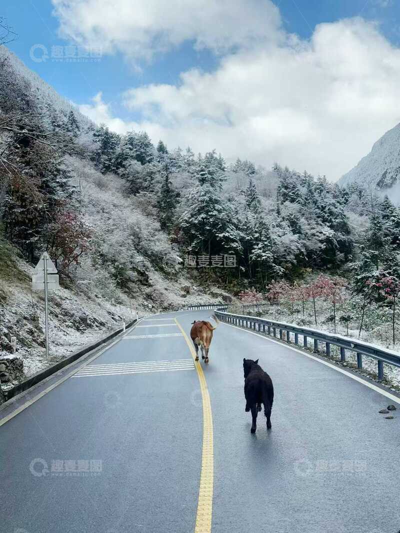 高清大图下载【趣麦麦图】雪山路牛悠闲漫步