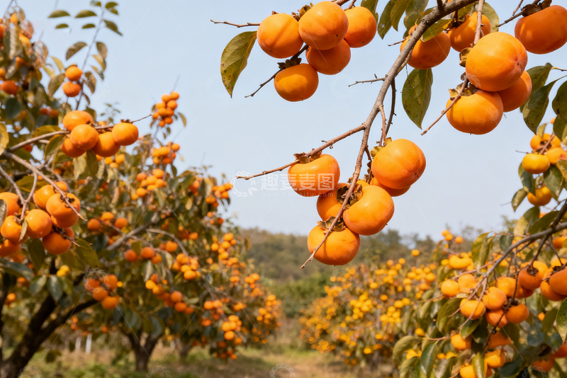 高清大图下载【趣麦麦图】-枝头的脆柿子6