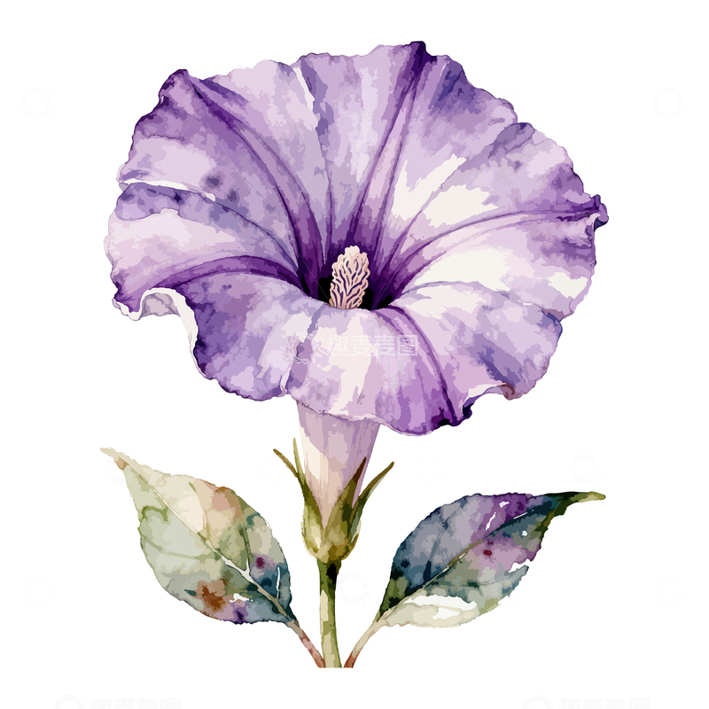 源文件下载【趣麦麦图】-水彩牵牛花卉植物插画