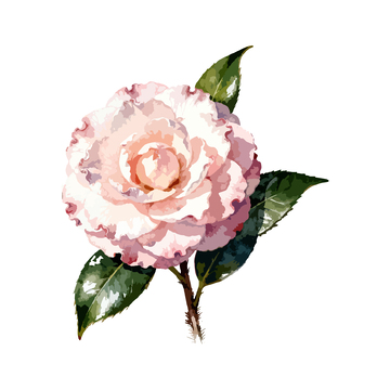 水彩风格玫瑰插画设计元素