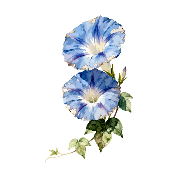 水彩蓝色牵牛花图案设计素材