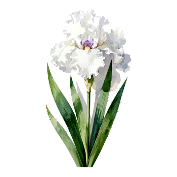 水彩花卉蝴蝶兰插画素材