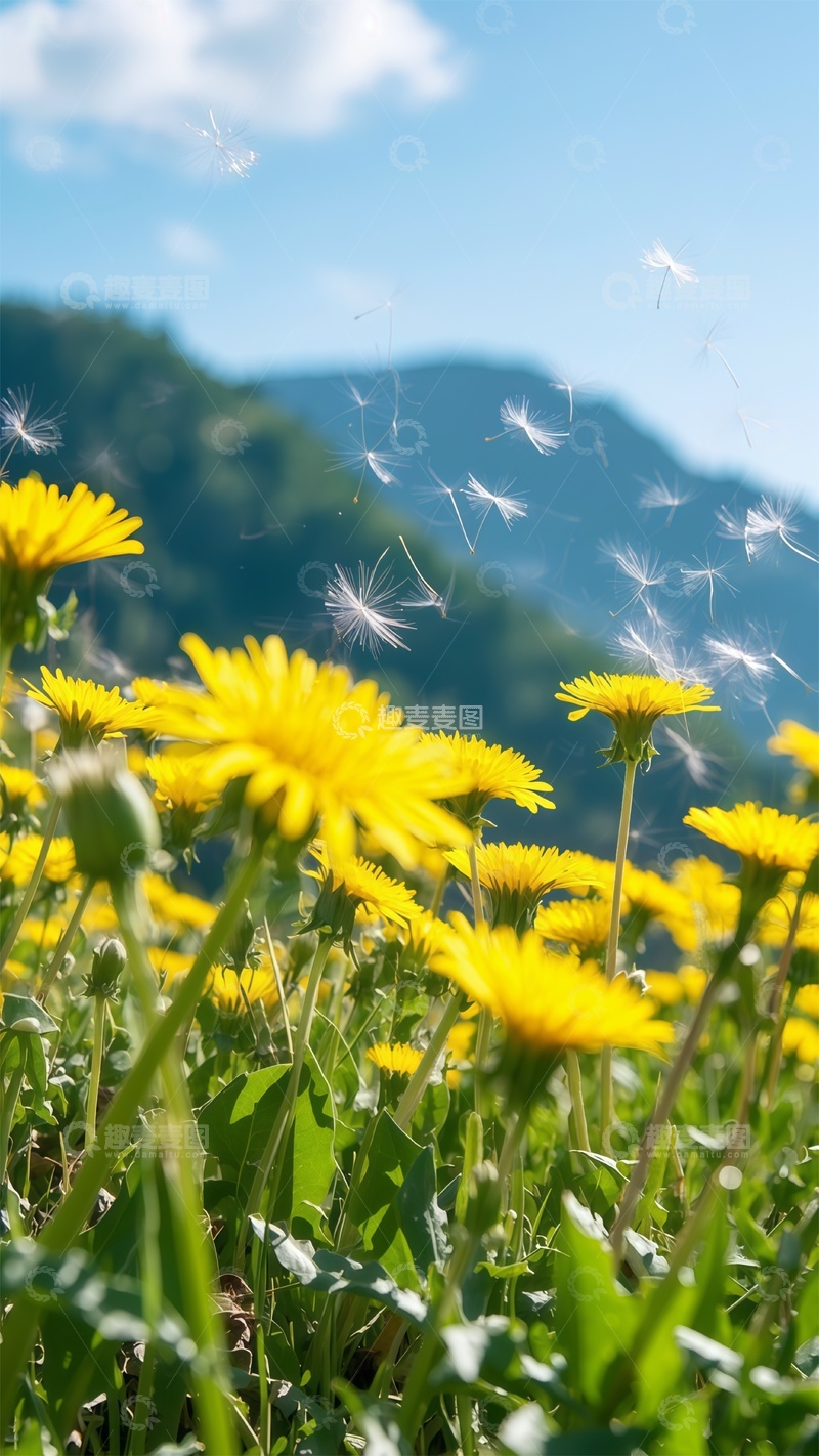 高清大图下载【趣麦麦图】春日蒲公英花海自然风光