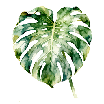 水彩风格龟背叶叶手绘插画