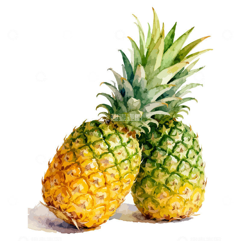 源文件下载【趣麦麦图】水彩画菠萝水果插画素材
