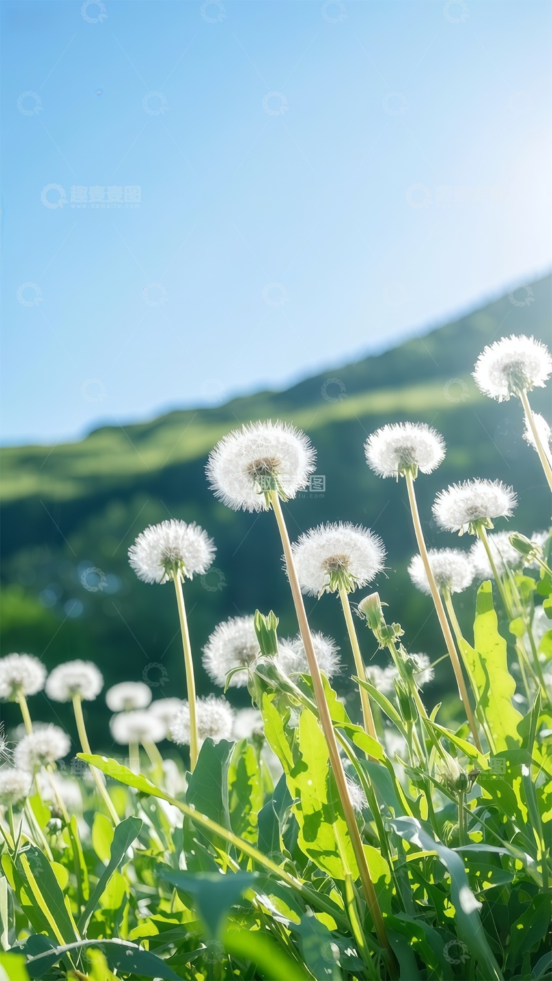 高清大图下载【趣麦麦图】蒲公英田野风光摄影作品