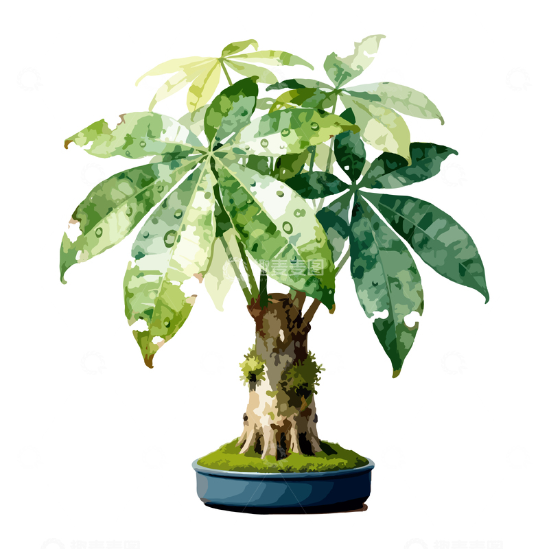 源文件下载【趣麦麦图】水彩风格发财树盆栽植物插画