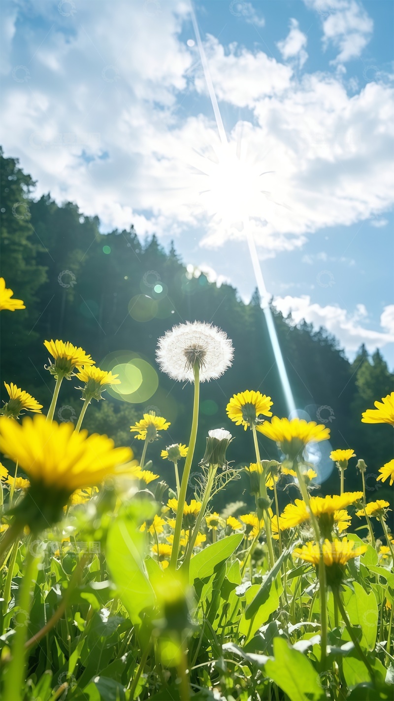 高清大图下载【趣麦麦图】阳光蒲公英花海自然风光