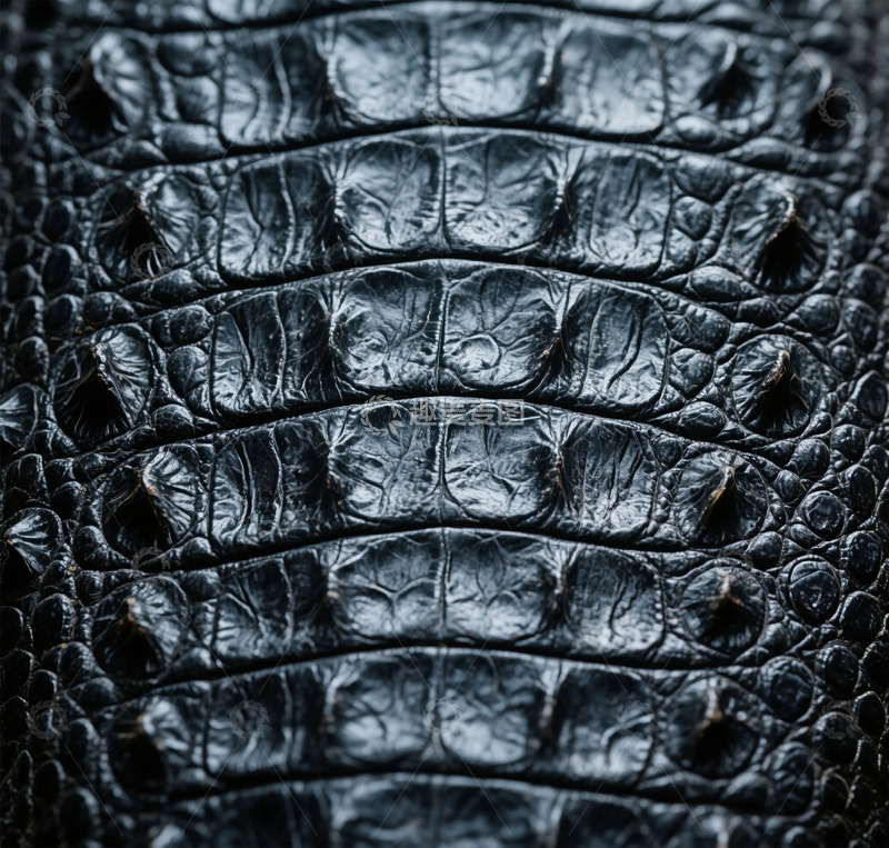 高清大图下载【趣麦麦图】黑色鳄鱼皮纹理特写