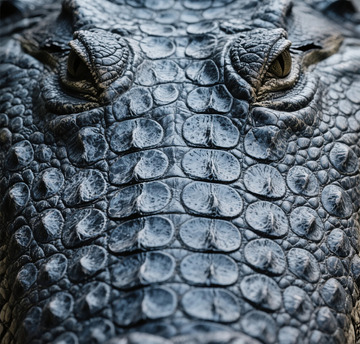 鳄鱼皮特写纹理摄影