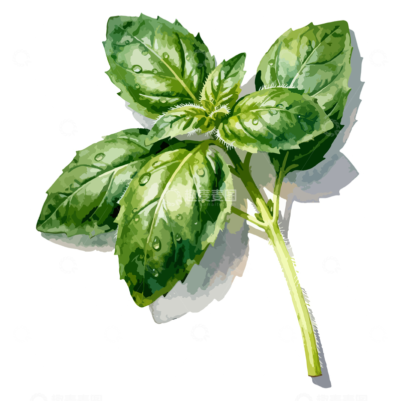 源文件下载【趣麦麦图】水彩写实罗勒叶植物插画设计素材