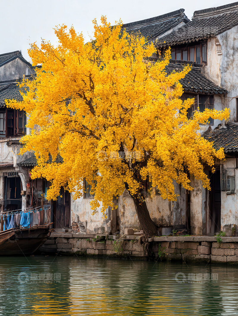 高清大图下载【趣麦麦图】秋  清冽  怀想 