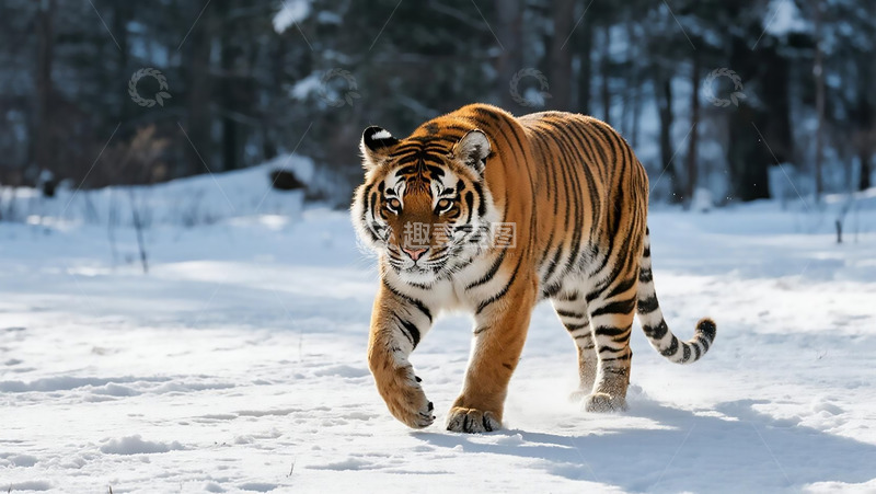 高清大图下载【趣麦麦图】生物百科凶兽之老虎