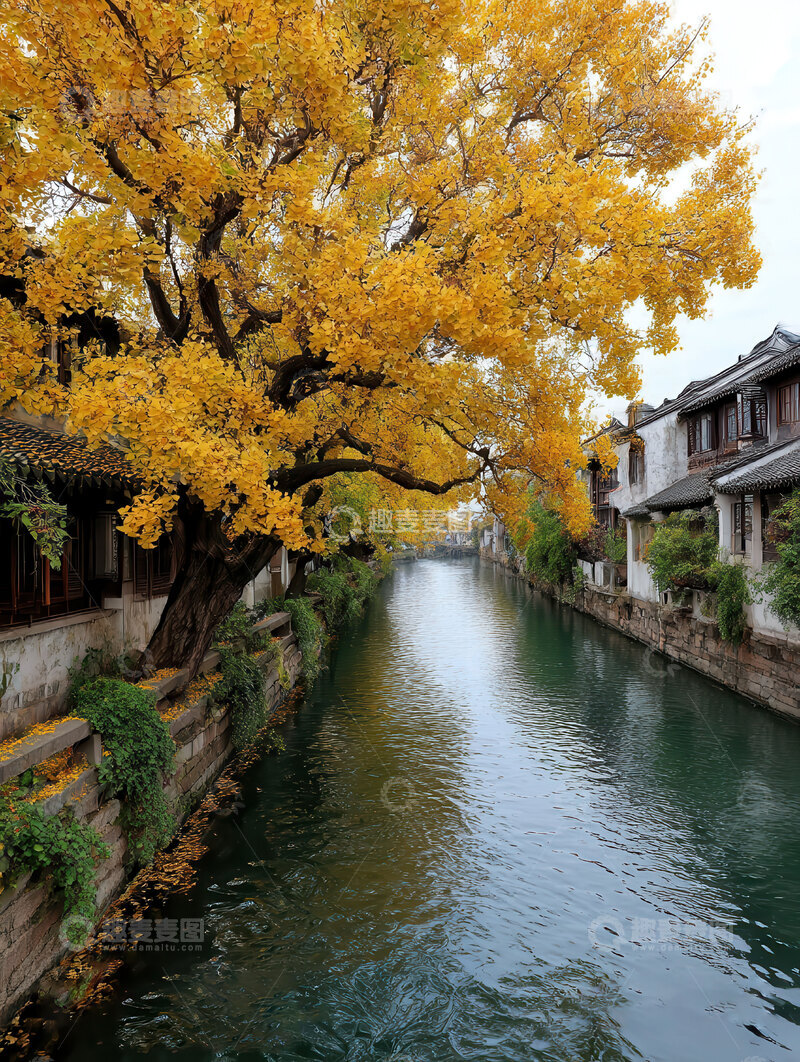 高清大图下载【趣麦麦图】-秋  清冽  鎏金