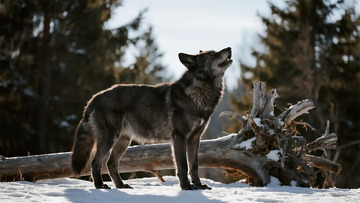 生物百科凶兽之狼王吼叫