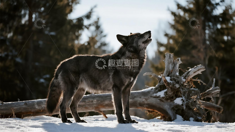 生物百科凶兽之狼王吼叫
