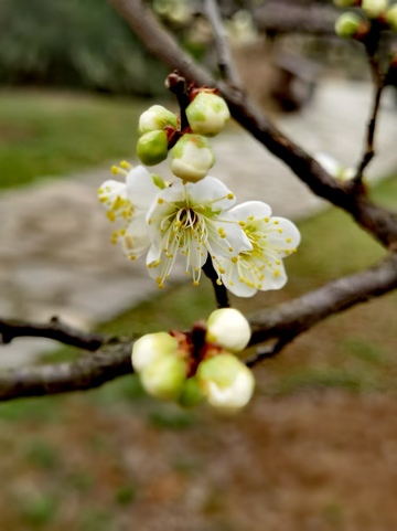 早春梅花绽放自然风光