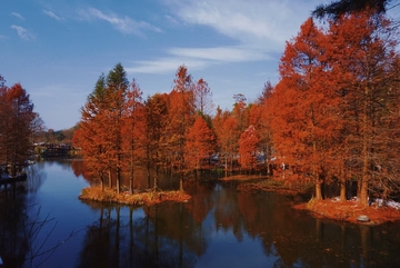 秋日湖畔红树林美景