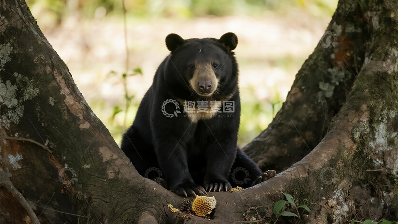 高清大图下载【趣麦麦图】生物百科凶兽之藏马熊休息